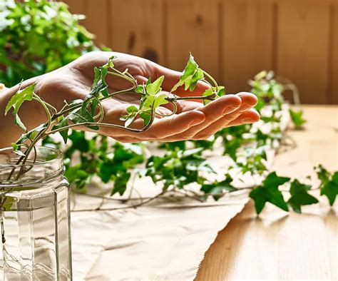 How to grow ivy from cuttings: easy propagation tips | Homes and Gardens