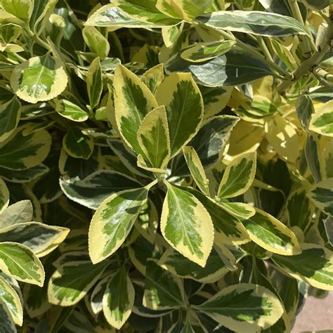 Euonymus - Silver King - 5 gallon