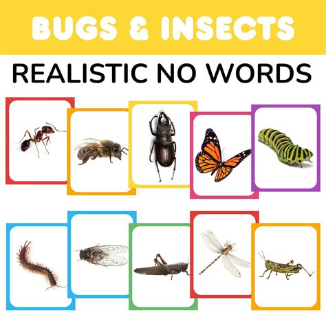 FREE Realistic Insect and Bugs Flashcards Without Words PDF