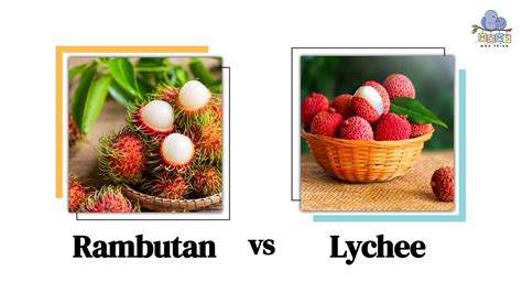 Rambutan vs. Lychee: 3 Differences & Which is Healthier – Moms Who Think