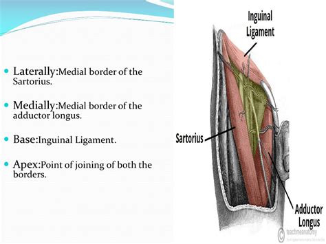 PPT - Femoral Triangle PowerPoint Presentation, free download - ID:172635