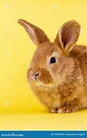 Image result for Cute Fluffy Easter Bunny