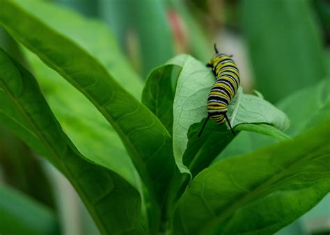Do plants feel pain? Some Interesting Facts to Know - Plants Spark Joy