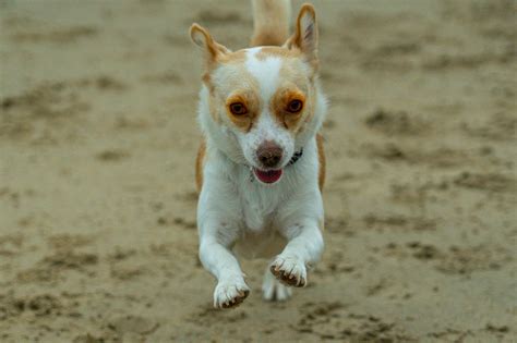 What Are Dog Zoomies and Why Do They Happen?