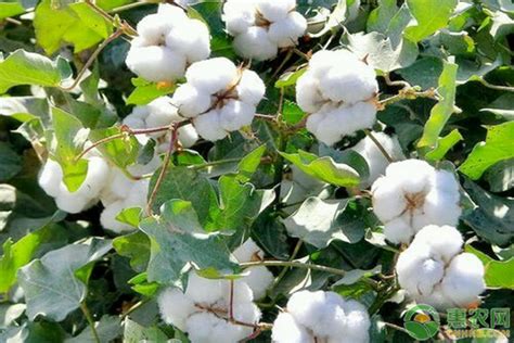 今日棉花价格多少钱一斤？影响棉花价格的因素分析 - 惠农网