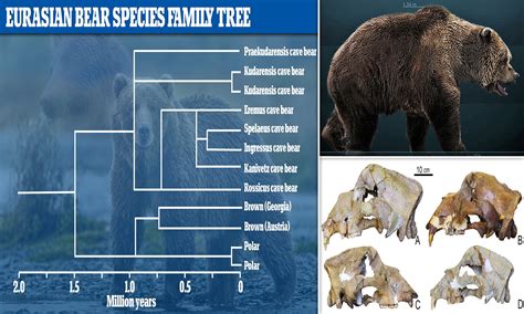Cave Bear Size Comparison