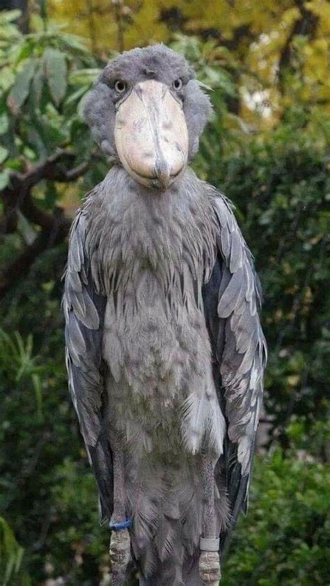 Shoebills every hour on – Artofit