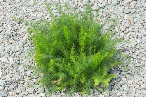 How to Grow and Care for Asparagus Fern