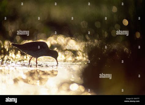 Image result for Bird Exploding Drinking Elcsta Water