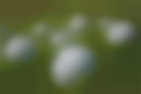 Sea Creature Sports Equipment : golf balls