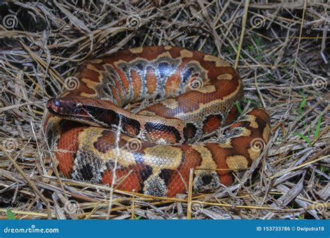Image result for Red-tailed Python