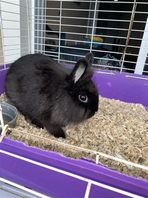 Lionhead rabbit Rabbits For Sale | Jacksonville, FL #306897