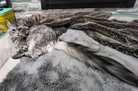 Cat with record-breaking family has world’s longest tail at over 16 inches