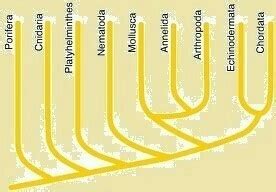 Draw the phylogenetic tree to show the natural relationship among ...