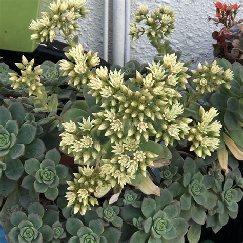 Aeonium Haworthii