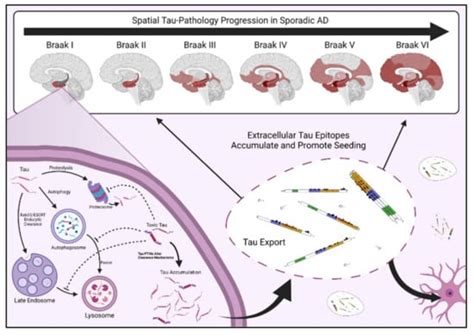 Tau Post-Translational Modifications: Potentiators of Selective ...