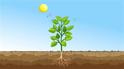 Plants Get Food Through Photosynthesis 35578897 Stock Video at Vecteezy