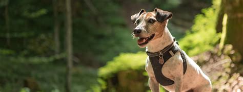 Home Page | Sequoia & Woodburn Veterinary Clinics