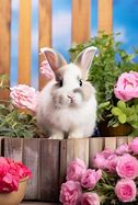 Image result for Super Cute Baby Bunny Memes