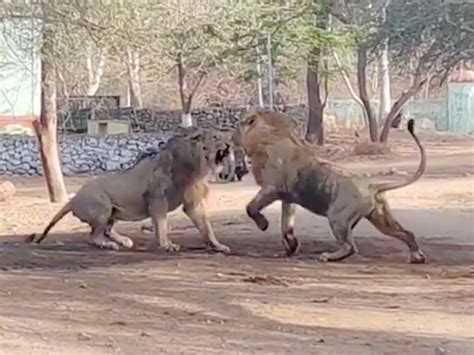 A fight broke out between two lions in Gir forest, the video went viral ...