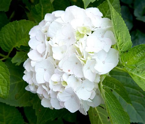 The 19 Best White Hydrangeas for Your Garden