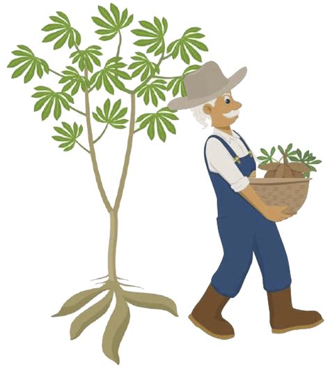 Cassava glucose syrup – Cassava Development Authority