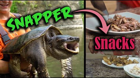 Image result for Catch Cook Clean Turtle