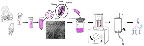 Elucidation of Medusozoan (Jellyfish) Venom Constituent Activities ...