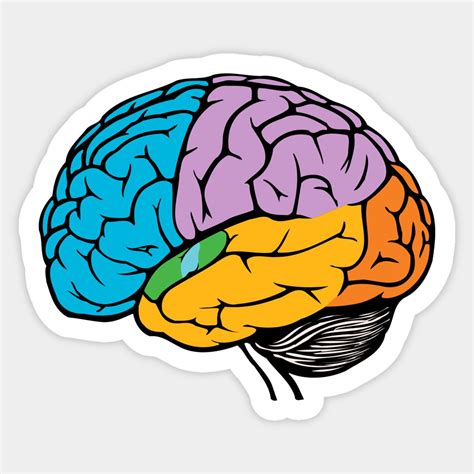 Parts Of The Human Brain - Simple Brain Draw Sticker | Lobulos del cerebro, Anatomia del cerebro ...