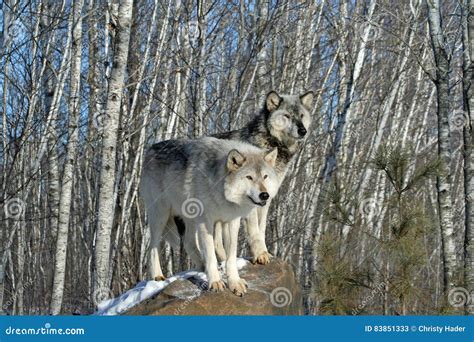 Alpha Wolves stock image. Image of winter, wolf, male - 83851333