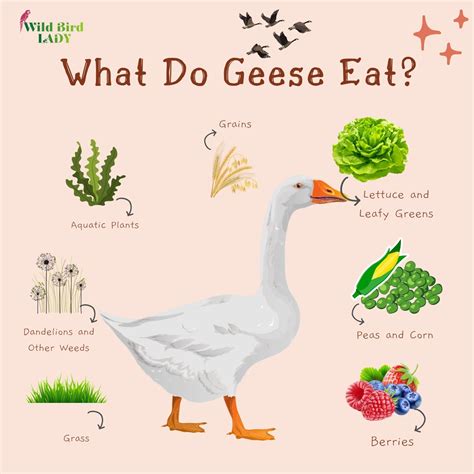 What Do Parrots Eat? A Complete Guide to the Ideal Parrot Diet