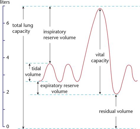 Tidal Volume In Lungs