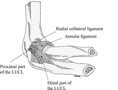 Lateral Collateral Ligament Elbow Surgical Diseases Of The Elbow