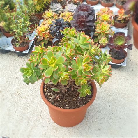 AEONIUM HAWORTHII DREAM COLOR