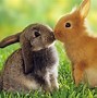 Image result for Easter Spring Flowers and Bunnies