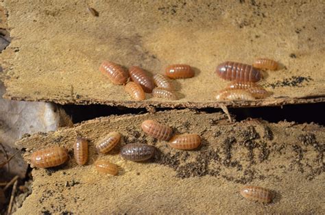 St. Lucia isopods - Armadillidium vulgare "St. Lucia" - The Roach Ranch
