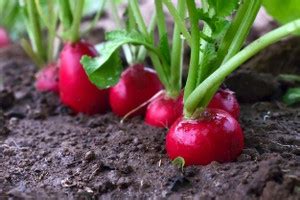 Mozette Red round Radish Seed Price in India - Buy Mozette Red round ...