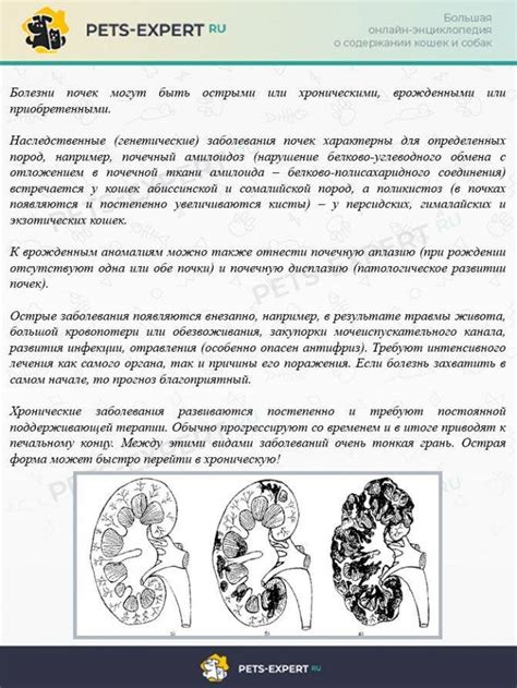 Почечная недостаточность у кошек и котов: симптомы ХПН и острой формы ...