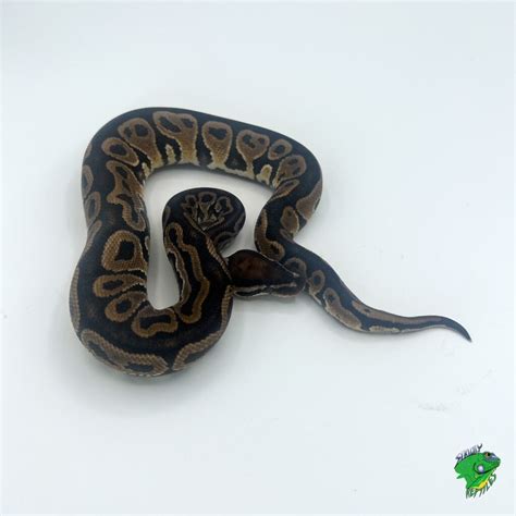 Brown Ball Python 的图像结果