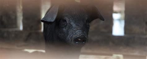 猪圈里的猪图片,猪在猪圈睡觉图片,猪圈里的猪图片动漫_大山谷图库