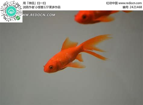 游动中的红色金鱼高清图片下载_红动中国