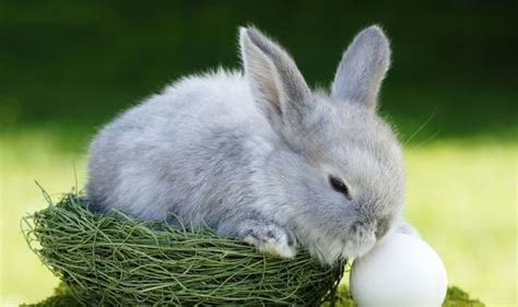如何养好一只兔子（6个养兔子需要记住的知识） - 胖萌舍宠物网