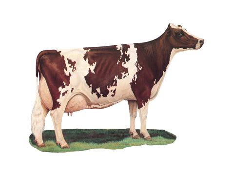 Ayrshire Cattle Milk Production