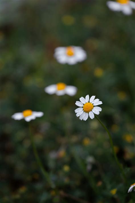 White daisies bloom in a natural green field. photo – Free Wallpaper ...
