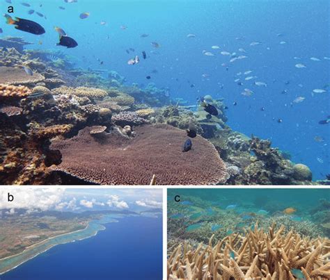 Japan using Saudi-made coral skeletons from expo for sea conservation