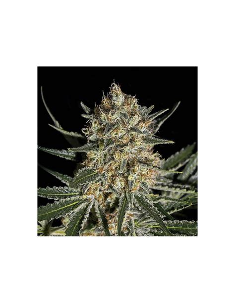 Face Off OG Bilbo (Genehtik Seeds) Semillas Feminizadas