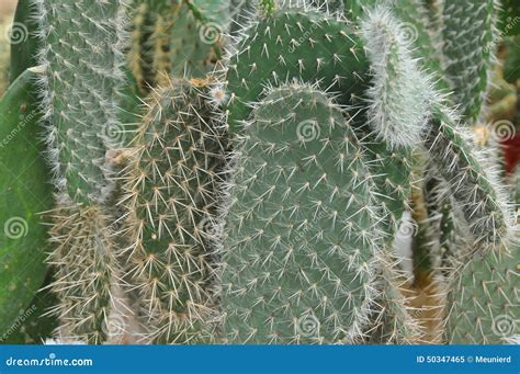 Close-up cactus stock image. Image of desert, abstract - 50347465