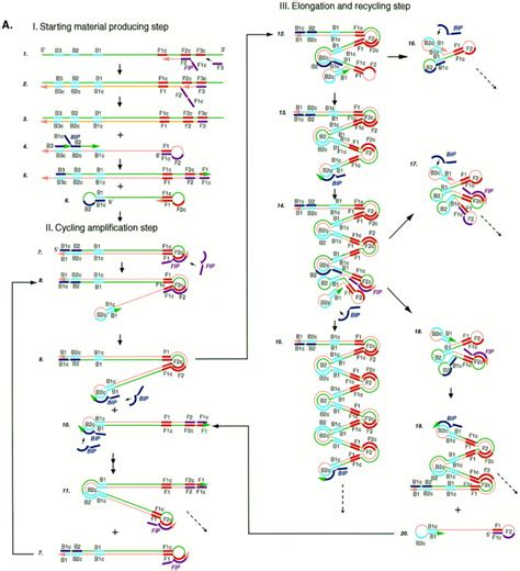 Isothermal Amplification Methods for the Detection of Nucleic Acids in ...