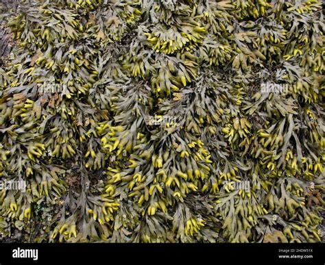 seaweed, brown algae, seaweeds, brown algaes Stock Photo - Alamy