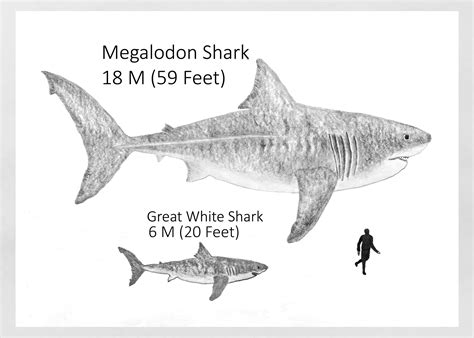 Megalodon Vs. Great White Shark | Fossil Lady